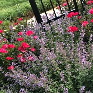 Meet your Posher, Ashanti